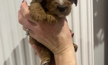 Cavapoo