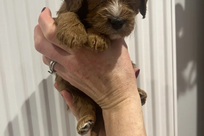 Cavapoo