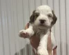 Cavapoo