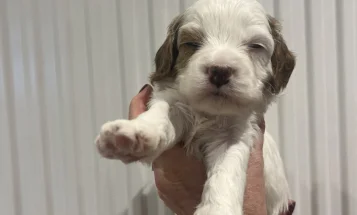 Cavapoo
