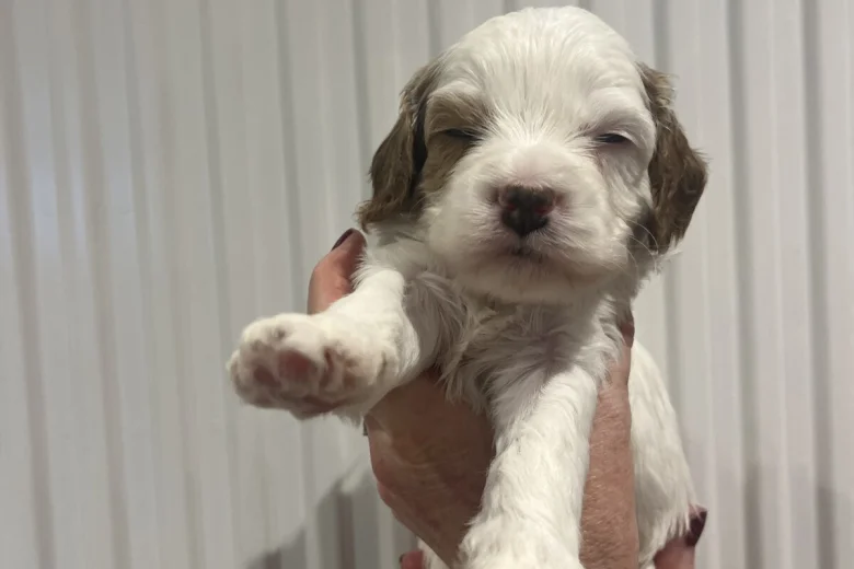 Cavapoo