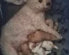 Cavapoo