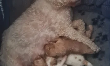 Cavapoo