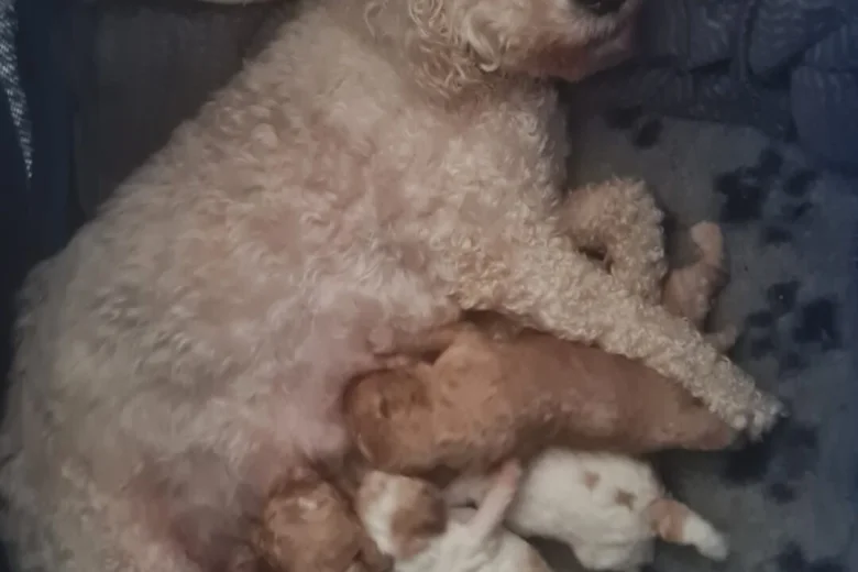 Cavapoo