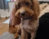 Cavapoo