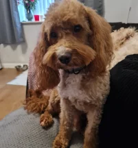 Rupert