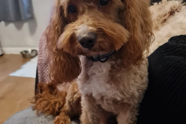 Cavapoo