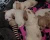 Cavapoo