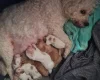 Cavapoo