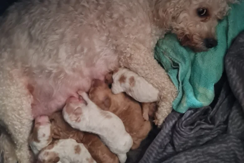 Cavapoo