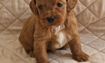 Cavapoo