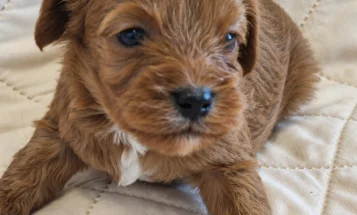 Cavapoo