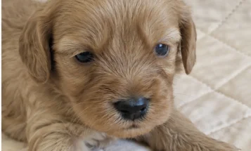 Cavapoo