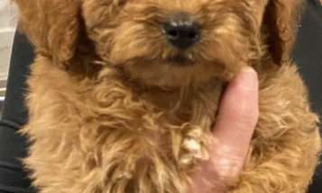 Cavapoo