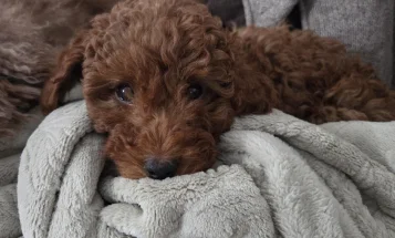Cavapoo