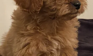 Cavapoo