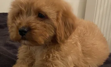 Cavapoo