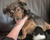 Mixed Breed