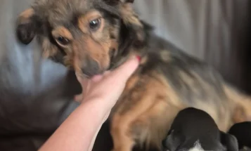 Mixed Breed