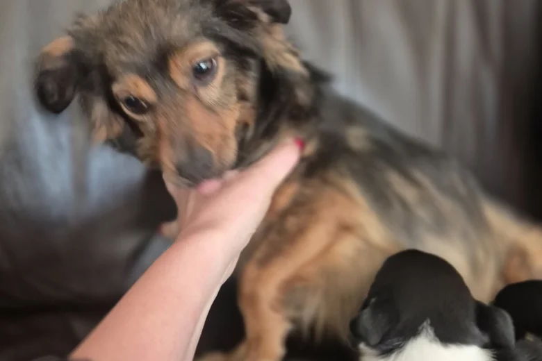 Mixed Breed