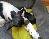 Chihuahua Smooth Coat