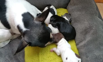 Chihuahua Smooth Coat