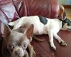 Chihuahua Smooth Coat