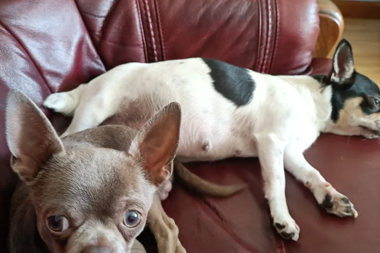 Chihuahua Smooth Coat