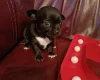 Chihuahua Smooth Coat