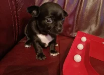 Puppy 2