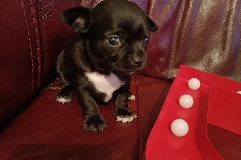 Chihuahua Smooth Coat