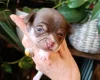 Chihuahua Smooth Coat