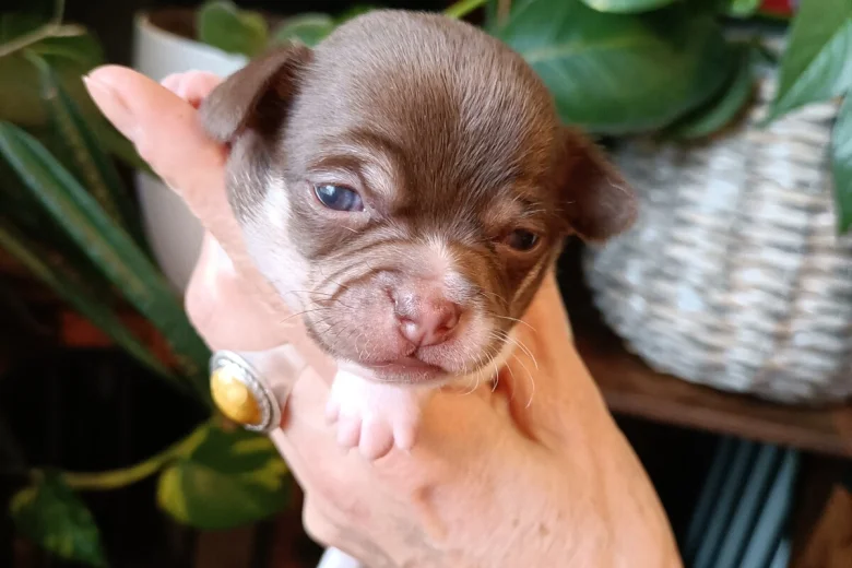 Chihuahua Smooth Coat