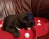 Chihuahua Smooth Coat