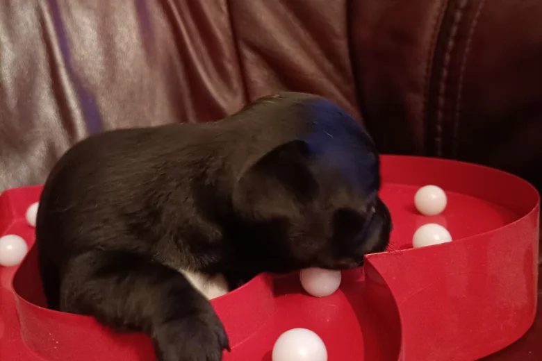 Chihuahua Smooth Coat