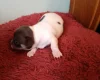 Chihuahua Smooth Coat