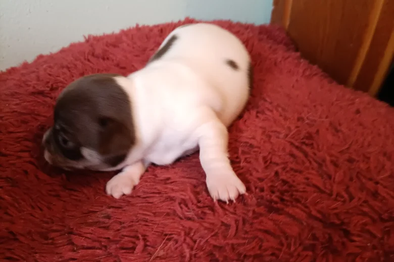 Chihuahua Smooth Coat