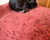 Chihuahua Smooth Coat