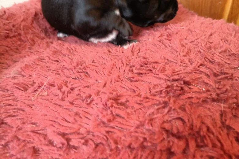 Chihuahua Smooth Coat