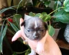 Chihuahua Smooth Coat