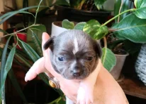Puppy 3