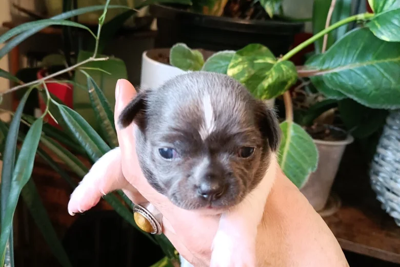 Chihuahua Smooth Coat