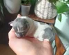 Chihuahua Smooth Coat