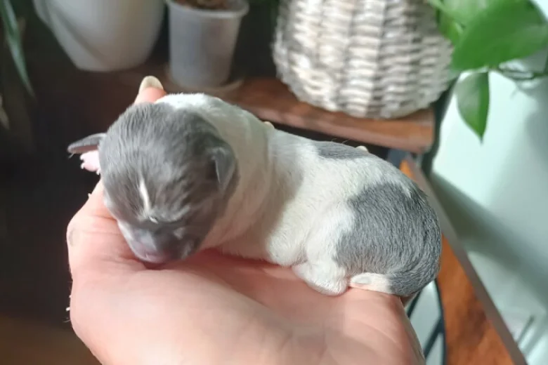 Chihuahua Smooth Coat