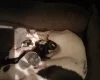 Chihuahua Smooth Coat