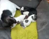 Chihuahua Smooth Coat