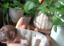 Puppy 1