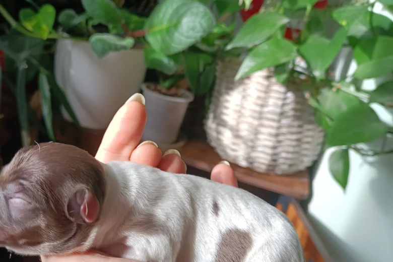 Chihuahua Smooth Coat