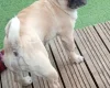 Chug