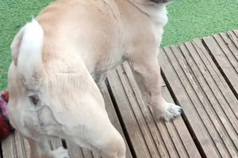 Chug